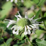 Bergamot　ベルガモットの白い花