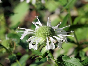 Bergamot　ベルガモットの白い花