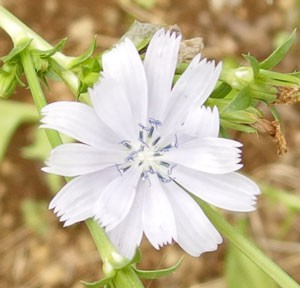 チコリ ハーブ種 香りと苦味がある歯ざわりのよいサラダ野菜 イパネマおやじ イパネマおやじ ハーブとバラ 育てる 楽しさは１株から心と風景が豊かになる夢の時間