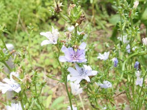 チコリ ハーブ種 香りと苦味がある歯ざわりのよいサラダ野菜 イパネマおやじ イパネマおやじ ハーブとバラ 育てる楽しさは１株から心と風景が豊かになる夢の時間