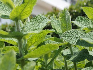 ミントは多年生草本です