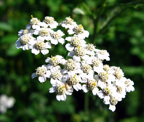 コモンヤロウ ハーブ苗 茎の先に小さな花が花序を形成する イパネマおやじ イパネマおやじ ハーブとバラ 育てる楽しさは１株から心と風景が豊かになる夢の時間