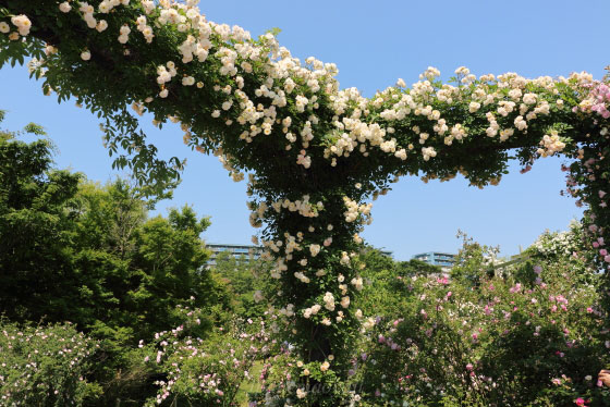 京成バラ園の風景