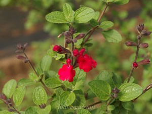 チェリー セージの花期は５月～１１月です