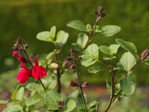 チェリー セージは花径が３ｃｍ程の唇形花を咲かせる