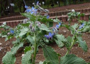 ボリジ ハーブ種苗 紫色の花を咲かせる一年草で花は料理に利用 イパネマおやじ イパネマおやじ ハーブ とバラ 育てる楽しさは１株から心と風景が豊かになる夢の時間