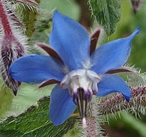 ボリジ ハーブ種苗 紫色の花を咲かせる一年草で花は料理に利用 イパネマおやじ イパネマおやじ ハーブ とバラ 育てる楽しさは１株から心と風景が豊かになる夢の時間