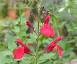 多年草 宿根草 ー１ 根や芽で冬を越し毎年花を咲かせる イパネマおやじ イパネマおやじ ハーブとバラ 育てる楽しさは１株から心と風景が豊かになる夢の時間