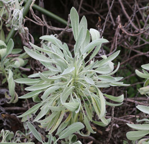 コモンセージは低木状多年草です