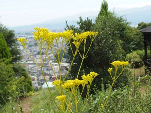 松田山ハーブ園の風景です