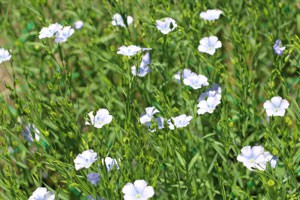 フラックス ハーブ種苗 和名はアマ 亜麻 夏に青色の花を咲かせる イパネマおやじ イパネマおやじ ハーブとバラ 育てる楽しさは１株から心と風景が豊かになる夢の時間