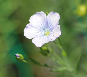 淡い青色が涼しげな夏の花