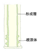 挿し木　その７