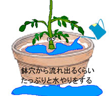 肥料　水やりのイラスト