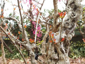 ザクロはミソハギ科ザクロ属です