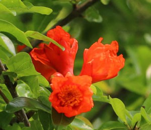 ザクロ ハーブ苗 春に伸びた枝の先端に朱赤色の花を咲かせる イパネマおやじ イパネマおやじ ハーブとバラ 育てる 楽しさは１株から心と風景が豊かになる夢の時間