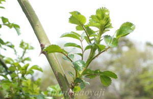 春のバラ園　大船植物園