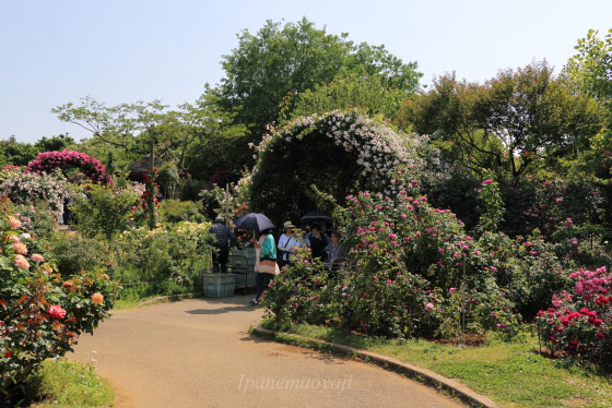 ある晴れた日の花菜ガーデンの風景