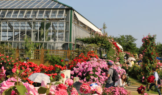 京成バラ園の風景