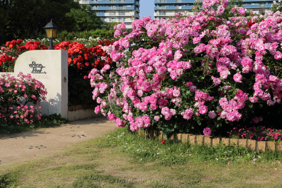 春の京成バラ園の風景