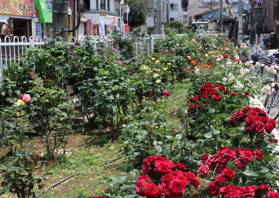 都電荒川線三ノ輪橋停留場のバラ