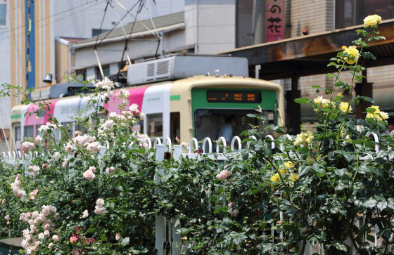 都電荒川線の沿線にあるバラ園の風景