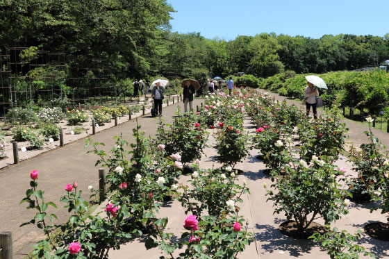 春の神代植物公園の風景