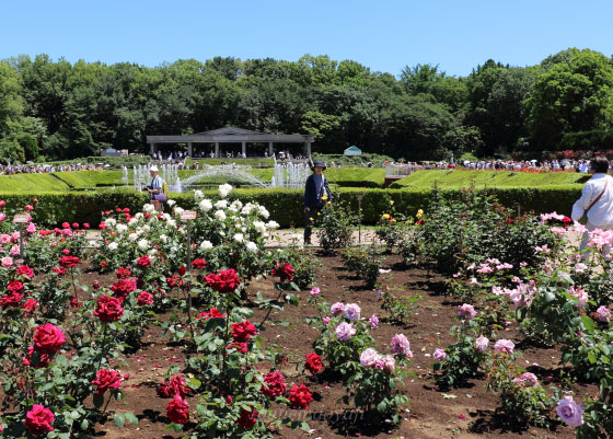 神代植物公園の風景