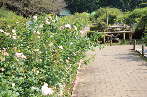 湘南近くの公園の風景