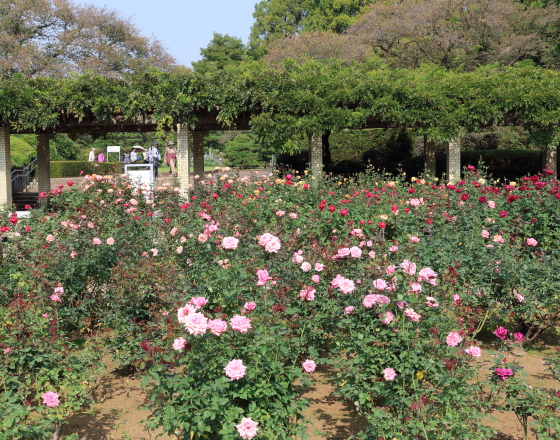 春の神代植物公園バラ園の風景