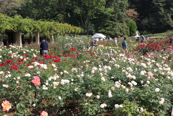 春の神代植物公園・バラ園の風景