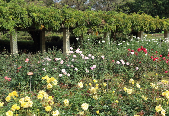 春の神代植物園の風景