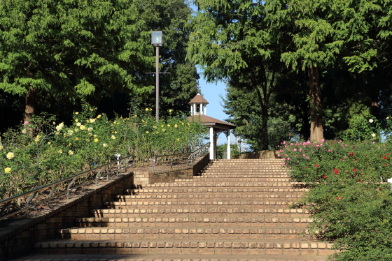 相模原北公園・バラ園の風景