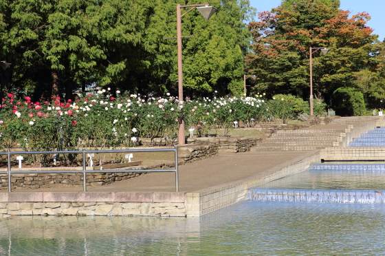 相模原北公園・バラ園の風景