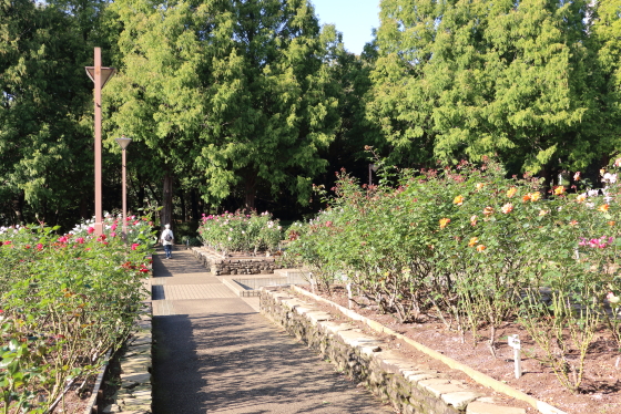 春の相模原北公園・バラ園の風景