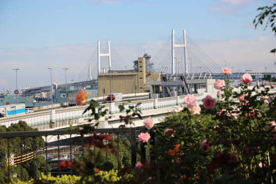 横浜・アメリカ山公園のバラ