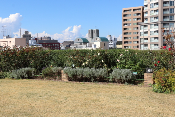 アメリカ山公園・バラ園の風景