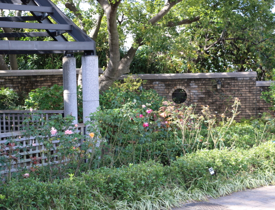 横浜のアメリカ山公園のバラ　風景