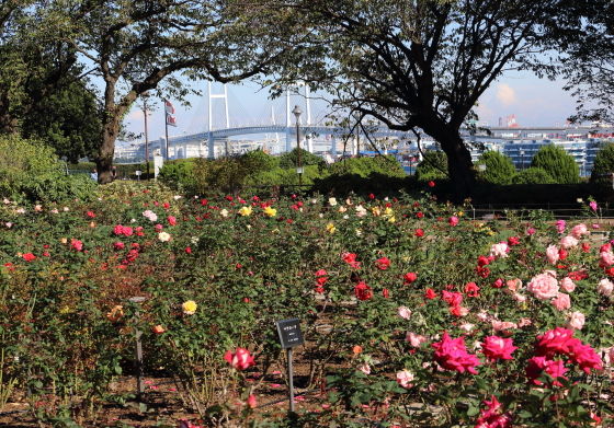 港の見える丘公園のバラ園の風景