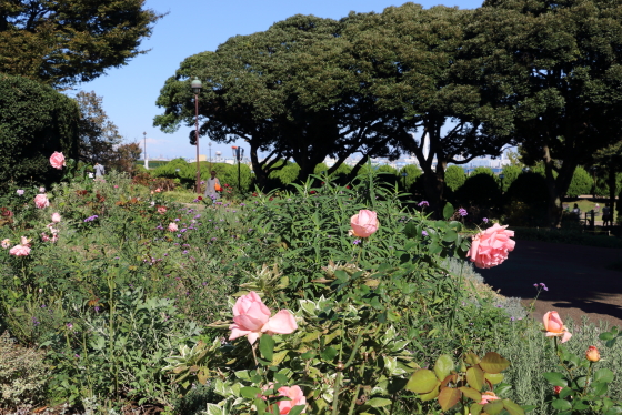 港の見える丘公園・バラ園の風景