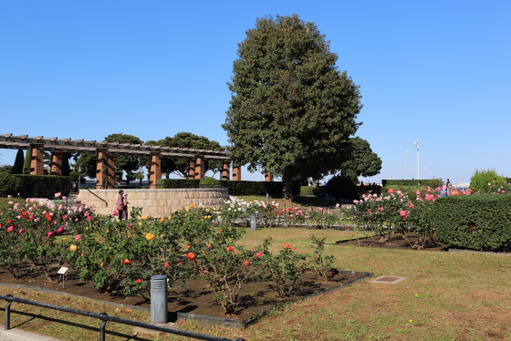 山下公園のバラ園の風景