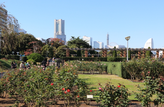 山下公園・バラ園の風景