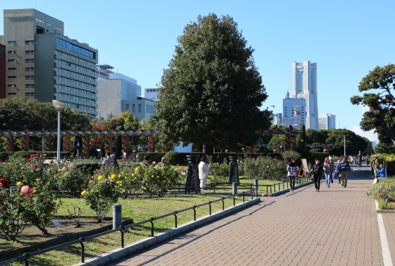 山下公園・バラ園の風景