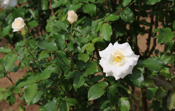 アキトの花径は９ｃｍの中大輪サイズ