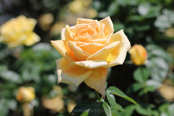 天津乙女はティー系の芳香があります