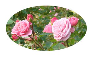 バイランドの花形はロゼット咲き