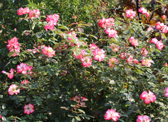 ベティ ブープの花色は白にローズ色の覆輪が入る