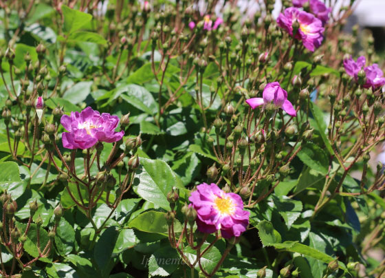 ブルー ランブラーは弁芯の黄色のシベと花色とのコントラストが美しい