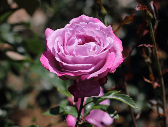 ブルー リバーの花形は丸弁抱え咲きです