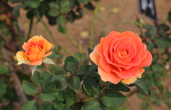 ブラス バンドの花色は明るいオレンジ色です